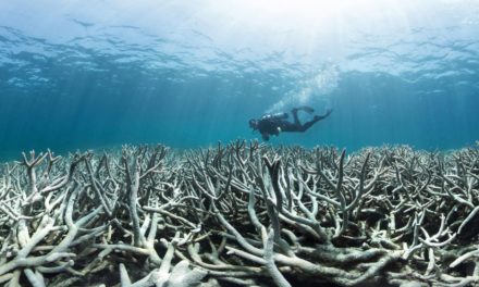 Climate change ‘clobbering’ the reef, says AMCS