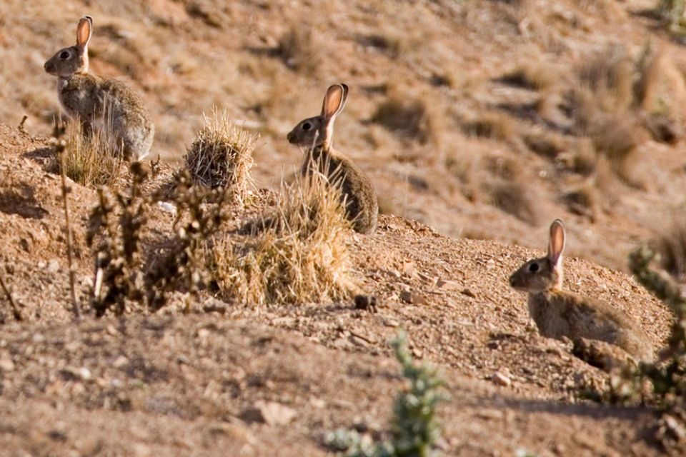 Rabbits a danger to Coorong – new report