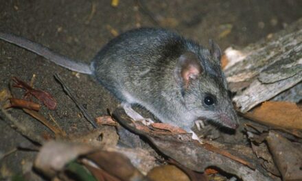 Citizen Scientists helping save the Dunnart
